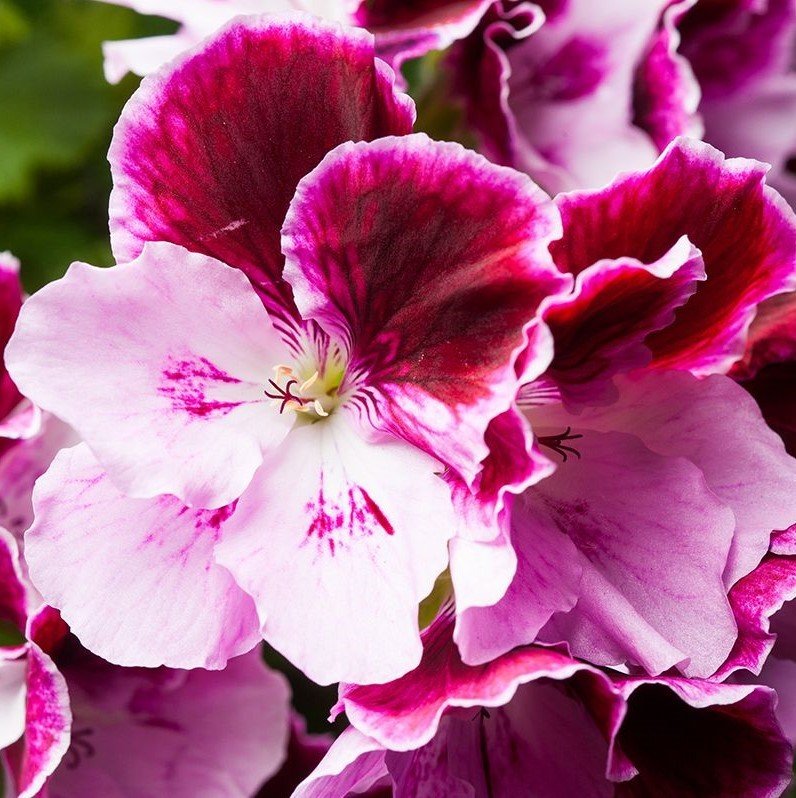 İri Çiçekli Elegance Janette Sardunya Canan Çiçeği Saksıda