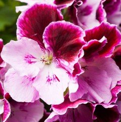 İri Çiçekli Elegance Janette Sardunya Canan Çiçeği Saksıda