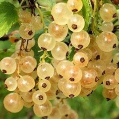 Beyaz Frenk Üzümü Tohumu (10 Adet)
