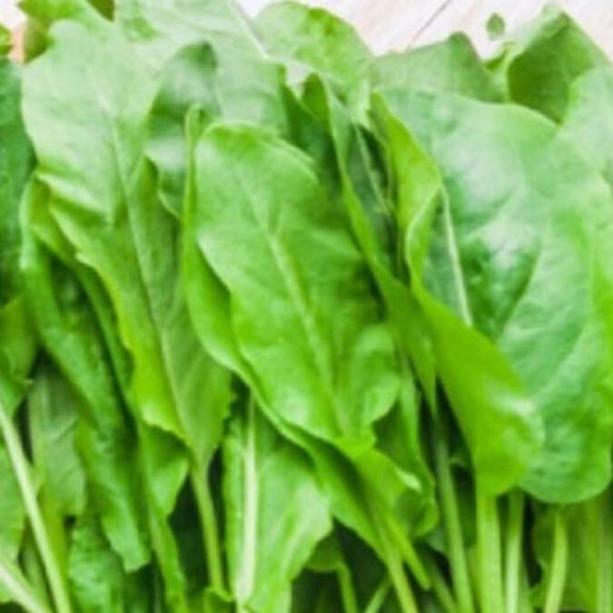 Kuzu Kulağı(Rumex acetosella) Tohumu(50 tohum)