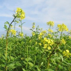 Hardal(Brassica Nigra) Otu Tohumu(100 tohum)