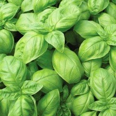 Yoğun Geniş Yapraklı Fesleğen Tohumu (100 gram)