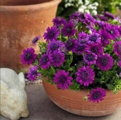 Katmerli Erato Double Purple Bodrum Papatyası Çiçeği Fidesi (1 adet)