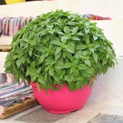 Top Fesleğen Tohumu (250 tohum)