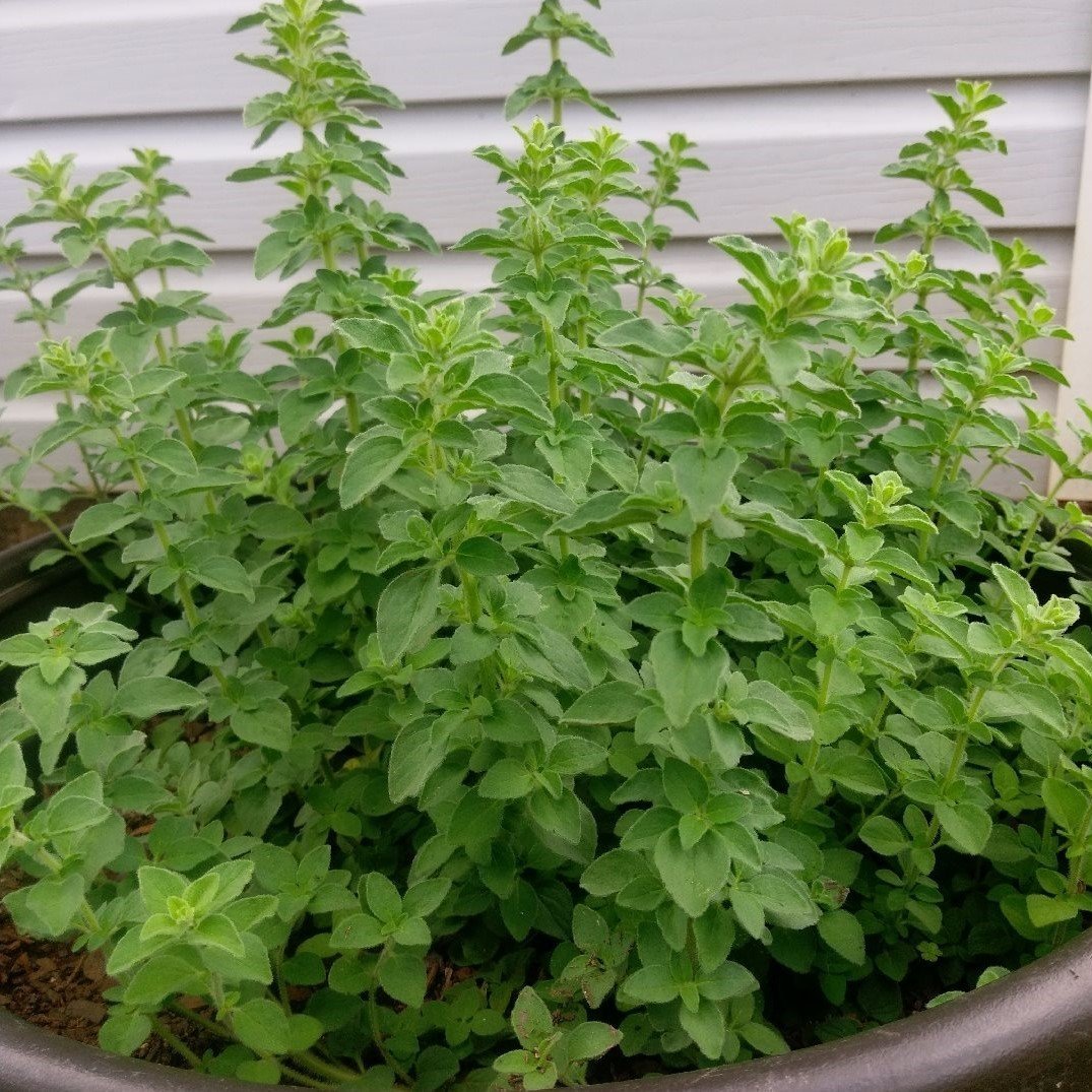 İstanbul Kekiği(Origanum vulgare) Tohumu (100 gram)