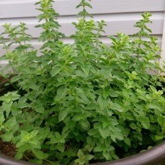 İstanbul Kekiği(Origanum vulgare) Tohumu (100 gram)
