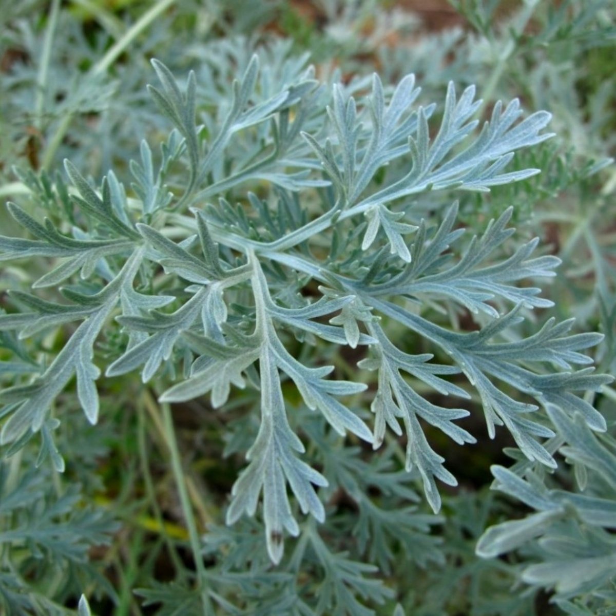 Pelin Otu(Artemisia absinthium) Tohumu(50 tohum)