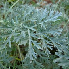 Pelin Otu(Artemisia absinthium) Tohumu(50 tohum)