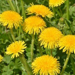 Geleneksel Şifalı Karahindiba Tohumu (250 tohum)