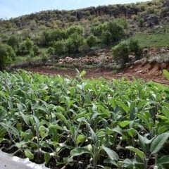 Eczane Adaçayı Tohumu (50 tohum)