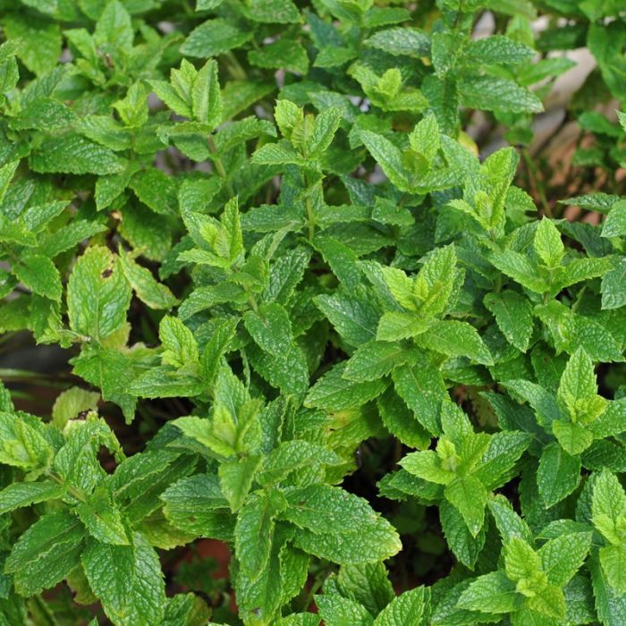 Spearmint Nane Tohumu (200 tohum)