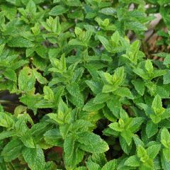 Spearmint Nane Tohumu (200 tohum)