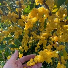 Tüplü Şifalı Elaeagnus Umbellata Fortunella Güz Zeytini Fidanı