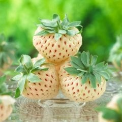 9 cm'lik Saksıda Yediveren Bol Verimli Beyaz Çilek Fidesi