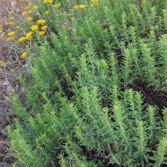 Dağ Kekik Otu Tohumu (100 tohum)