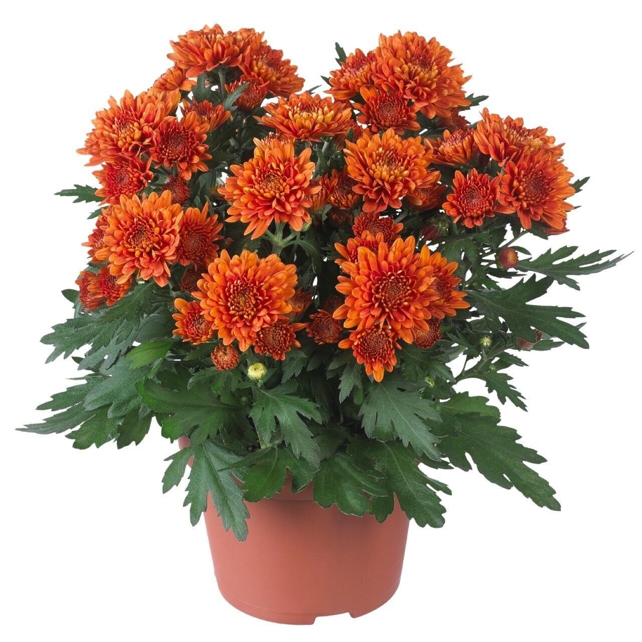 Cayman Orange Katlı Krizantem Kasımpatı Çiçeği Fidesi (1 Adet)