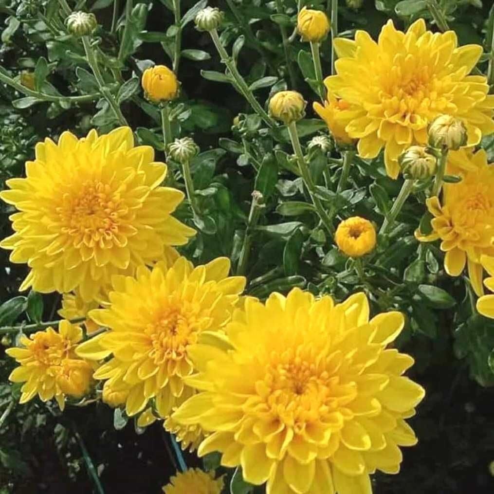 Cayman Yellow Katlı Krizantem Kasımpatı Çiçeği Fidesi (1 Adet)