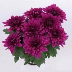 Vido Purple Katlı Kasımpatı Çiçeği Fidesi (1 Adet)