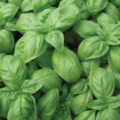 Dogal Green Flesh Geniş Yapraklı Aromatik Fesleğen Tohumu (50 tohum)