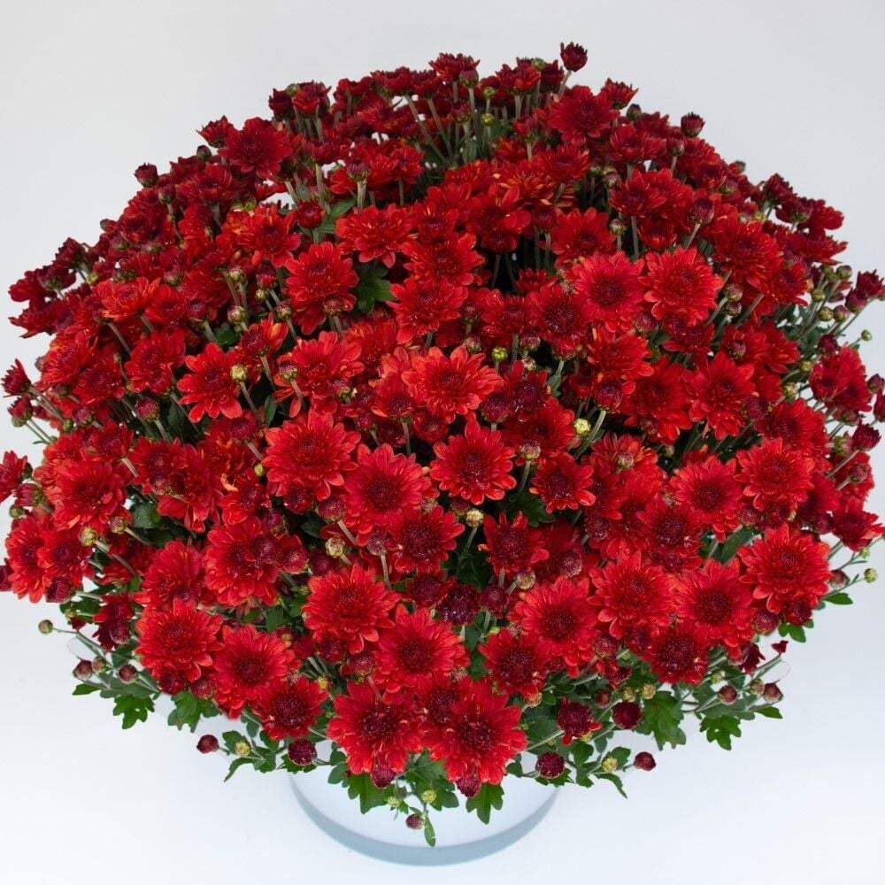Branroyal Scarlet Kasımpatı Çiçeği Fidesi (1 Adet)