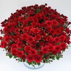Branroyal Scarlet Kasımpatı Çiçeği Fidesi (1 Adet)