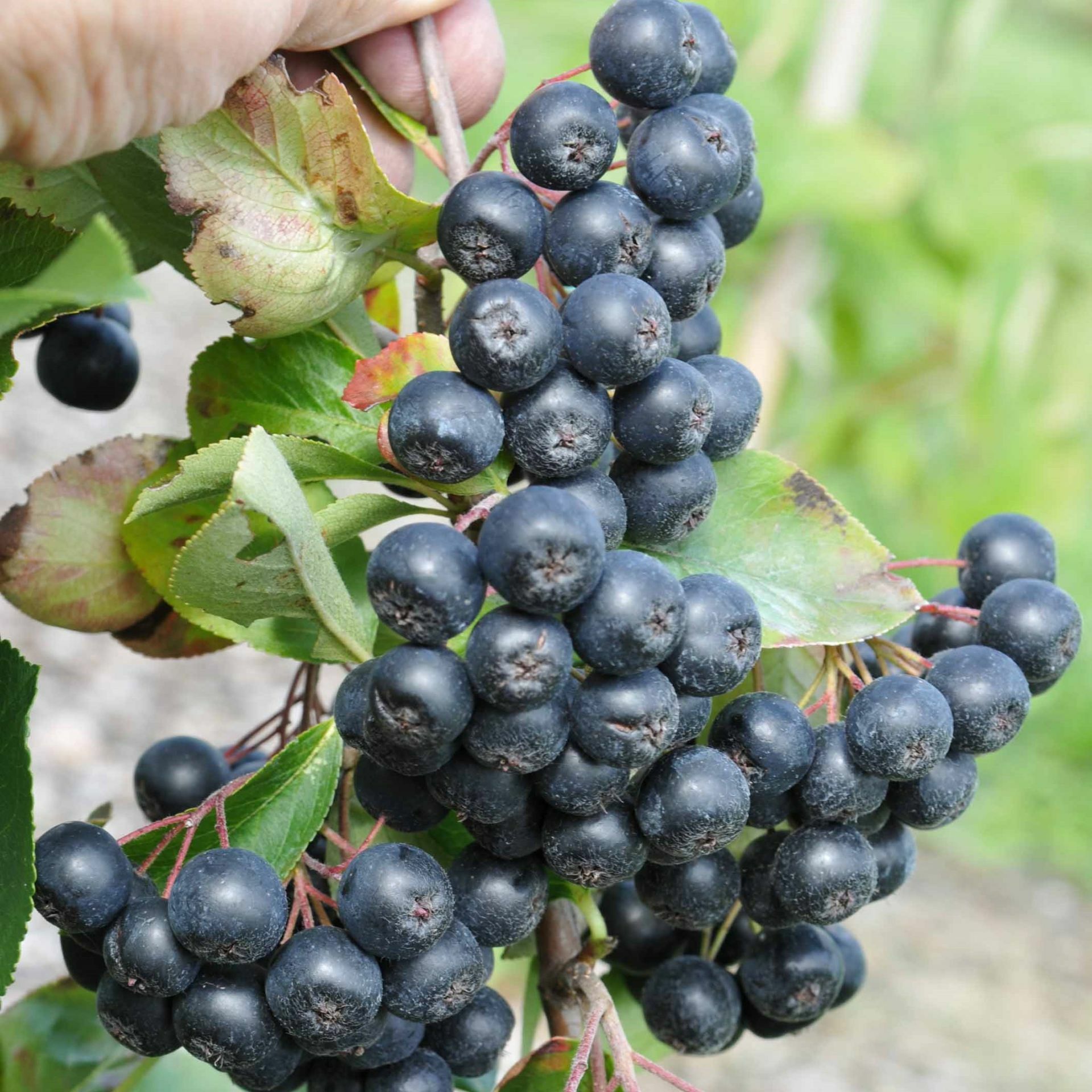 10 Adet Tüplü Siyah Aronya (Black Aronia) Chokoberry Fidanı