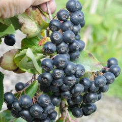 10 Adet Tüplü Siyah Aronya (Black Aronia) Chokoberry Fidanı
