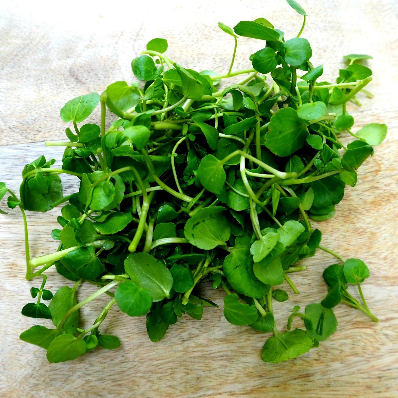 Garden Cress Bahçe Teresi Tohumu(100 tohum)