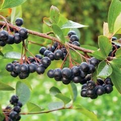 20 Adet Tüplü Siyah Aronya (Black Aronia) Chokoberry Fidanı
