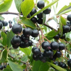 20 Adet Tüplü Siyah Aronya (Black Aronia) Chokoberry Fidanı