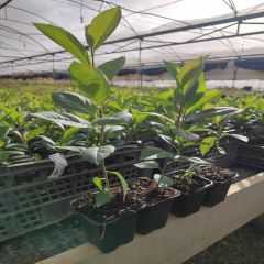 20 Adet Tüplü Siyah Aronya (Black Aronia) Chokoberry Fidanı