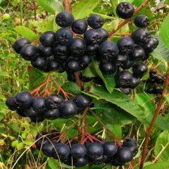 50 Adet Tüplü Siyah Aronya (Black Aronia) Chokoberry Fidanı