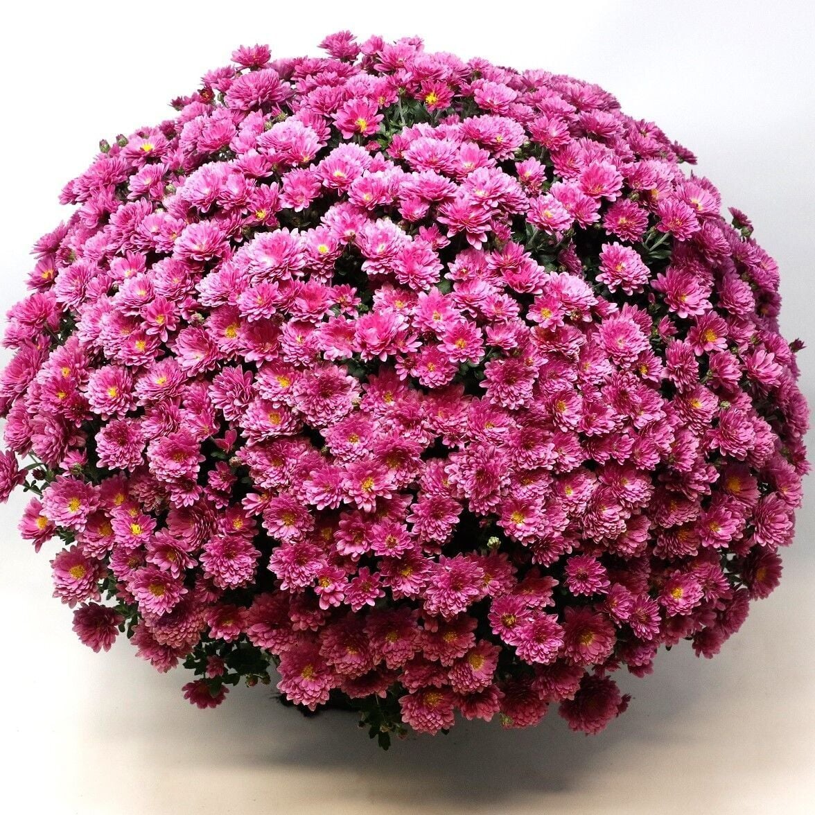 Branglobe Pink Pembe Kasımpatı Çiçeği Fidesi (1 Adet)