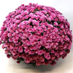 Branglobe Pink Pembe Kasımpatı Çiçeği Fidesi (1 Adet)