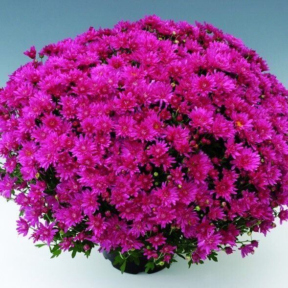 Branroyal Pink Pembe Kasımpatı Çiçeği Fidesi (1 Adet)