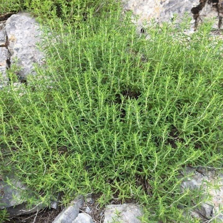 Doğal Zahter Kekiği Tohumu (200 tohum)