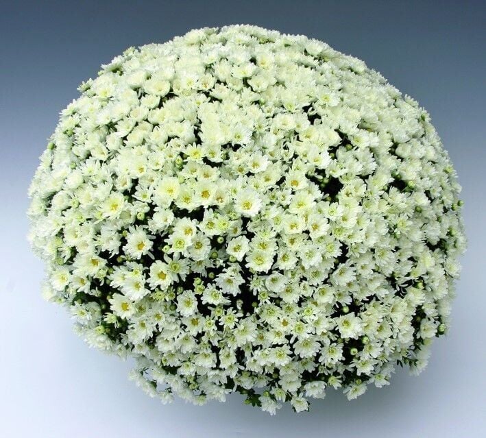 Branroyal White Beyaz Renkli Kasımpatı Çiçeği Fidesi (1 Adet)