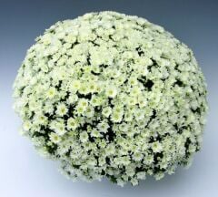 Branroyal White Beyaz Renkli Kasımpatı Çiçeği Fidesi (1 Adet)
