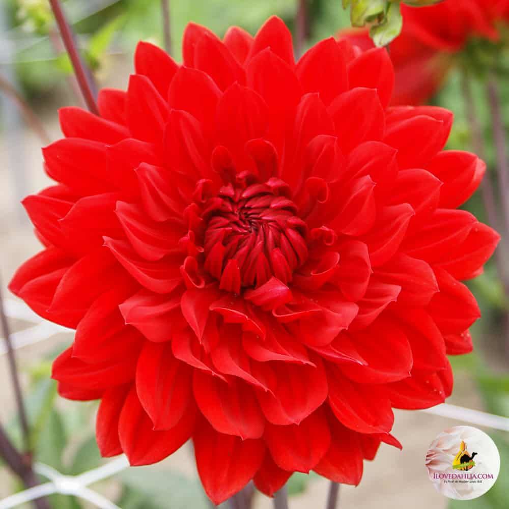 İri Çiçekli Garden Wonder Dahlia Yıldız Çiçeği Yumrusu (1 adet )
