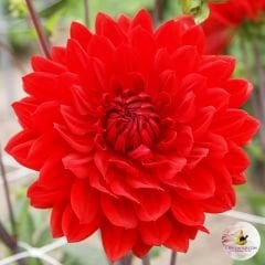 İri Çiçekli Garden Wonder Dahlia Yıldız Çiçeği Yumrusu (1 adet )