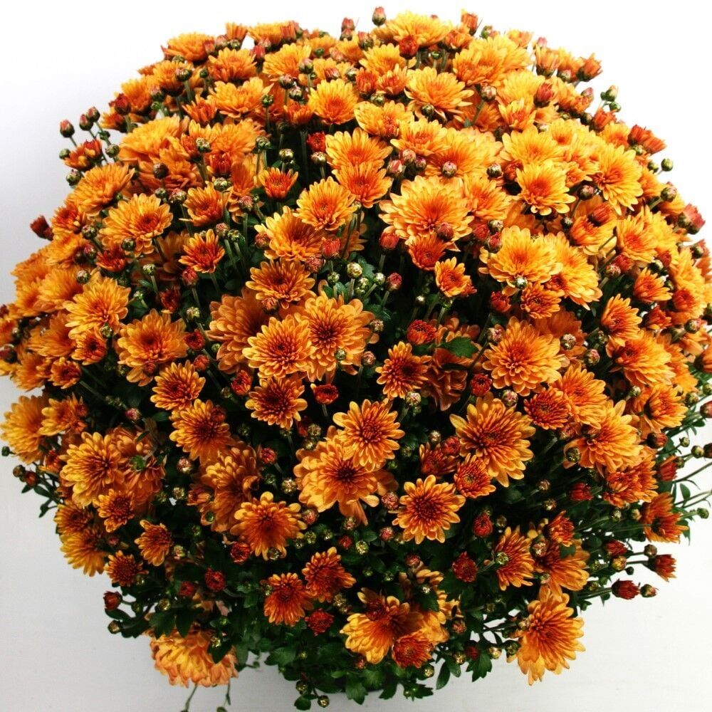 Bransound Dark Orange Krizantem Kasımpatı Çiçeği Fidesi (1 Adet)