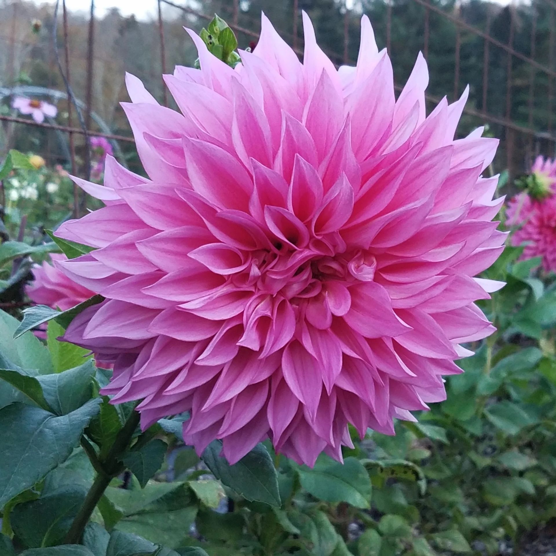 Cafe Au LAit Rose Dahlia Yıldız Çiçeği Yumrusu (1 adet )