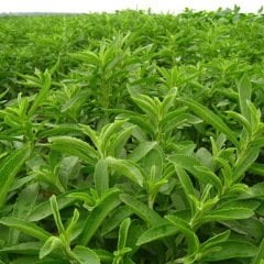 Catnip Kedi Nanesi Tohumu ( 100 tohum )