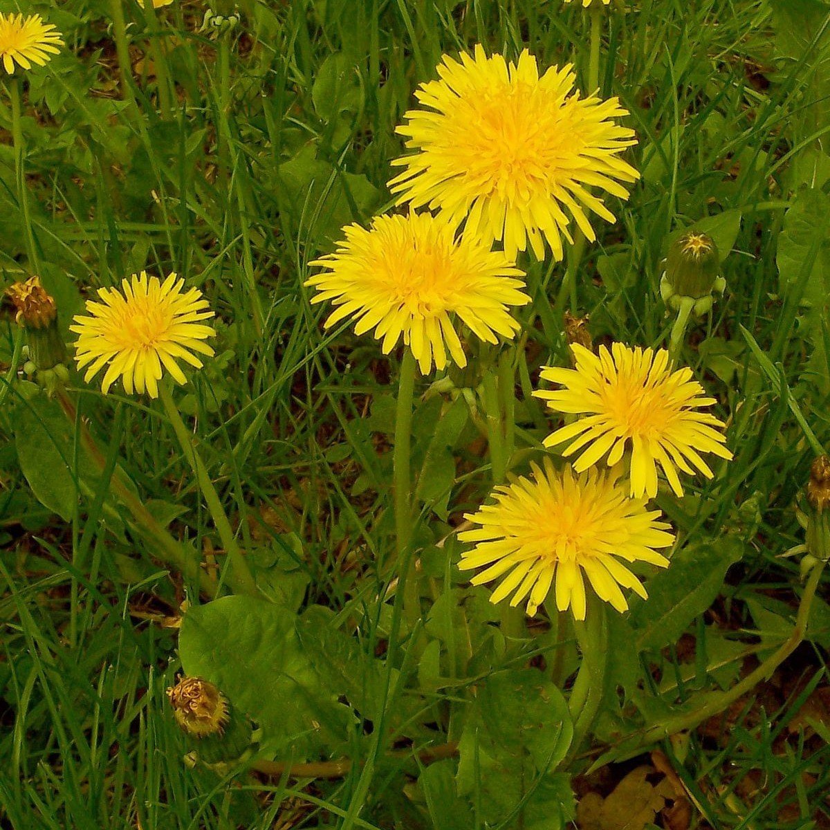 Dandelion Taraxacum Officinale Karahindba Çiçeği Tohumu(100 tohum)