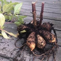 Sarı Beyaz Çift Renk Seattle Dahlia Yıldız Çiçeği Yumrusu (1 adet )