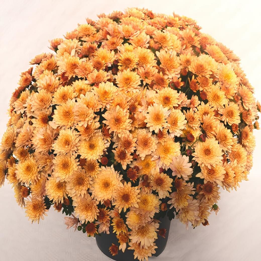 Branfountain Apricot Krizantem Kasımpatı Çiçeği Fidesi (1 Adet)