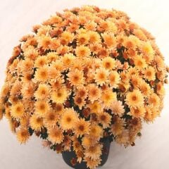 Branfountain Apricot Krizantem Kasımpatı Çiçeği Fidesi (1 Adet)