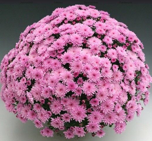 Branfountain Pink Krizantem Kasımpatı Çiçeği Fidesi (1 Adet)