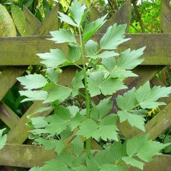 Selam Otu(LEVISTICUM OFFICINALE) Tohumu(50 adet)
