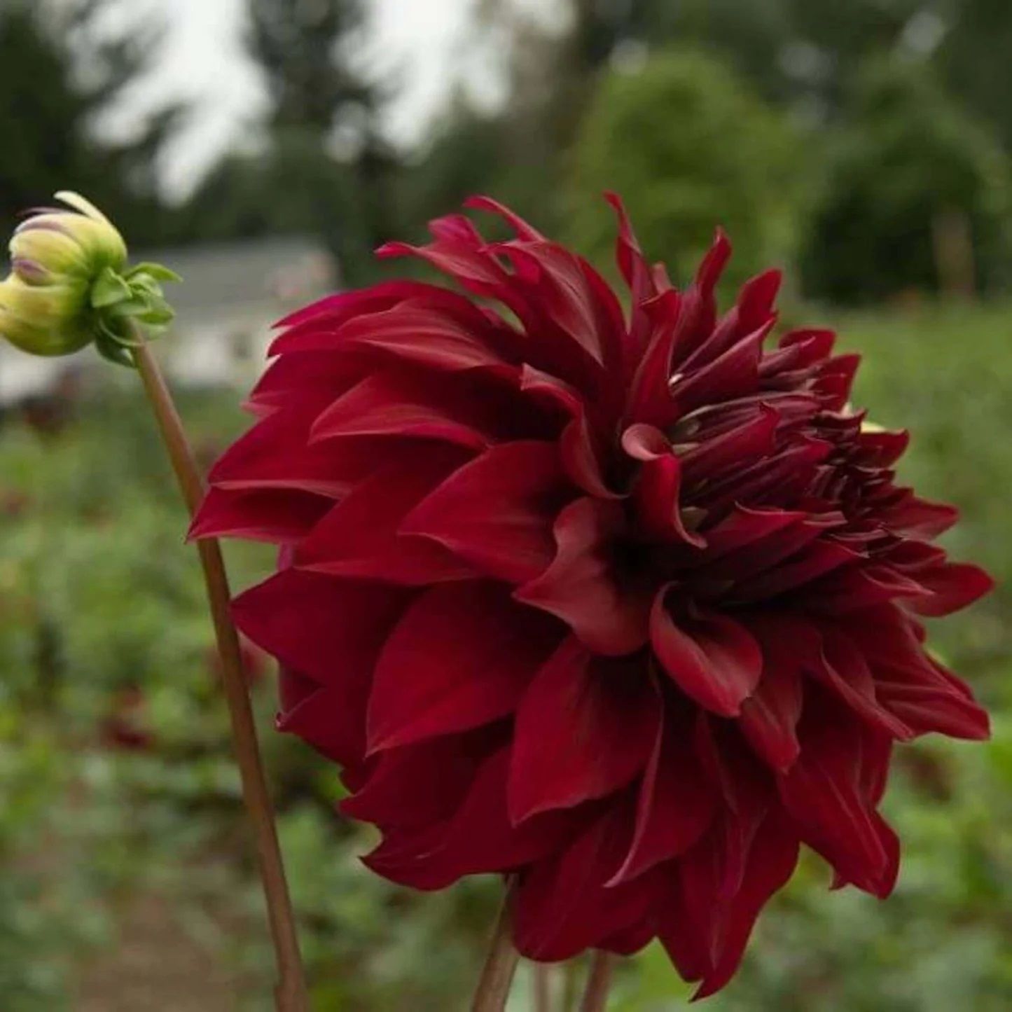 Bordo Renk Spartacus Dahlia Yıldız Çiçeği Yumrusu (1 adet )
